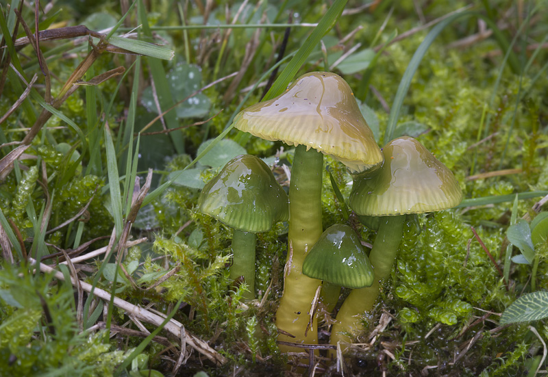 Hygrocybe psittacina